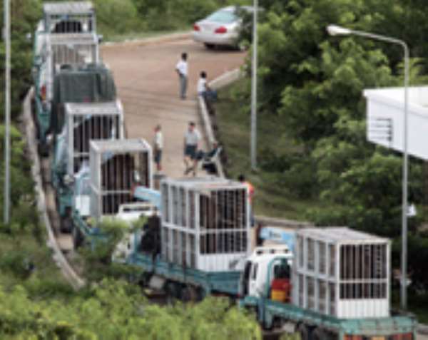 Thai elephant export blocked